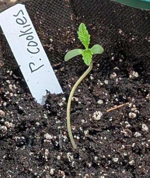 Pellezino Cookies. Week 1