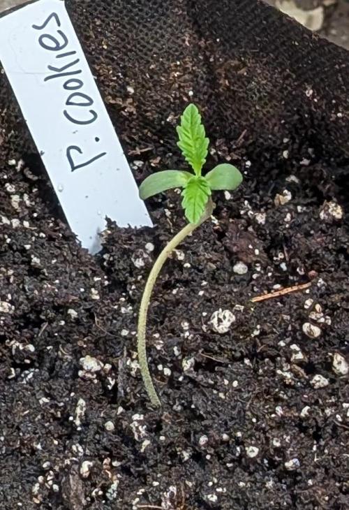 Pellezino Cookies. Week 1