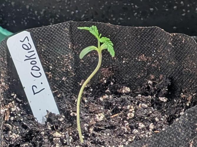 Pellezino Cookies. Week 1