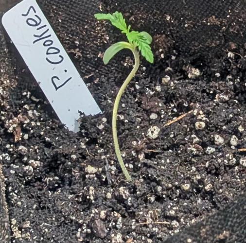 Pellezino Cookies. Week 1