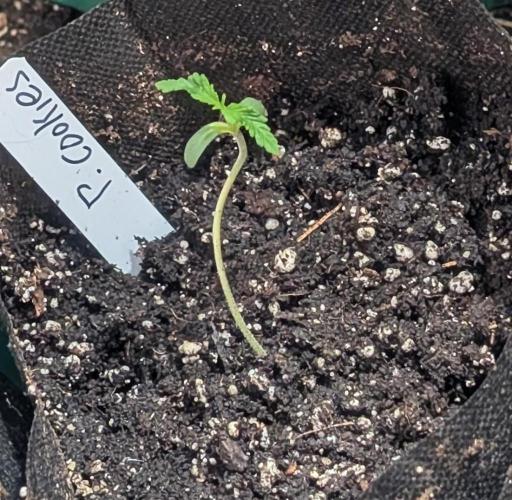 Pellezino Cookies. Week 1