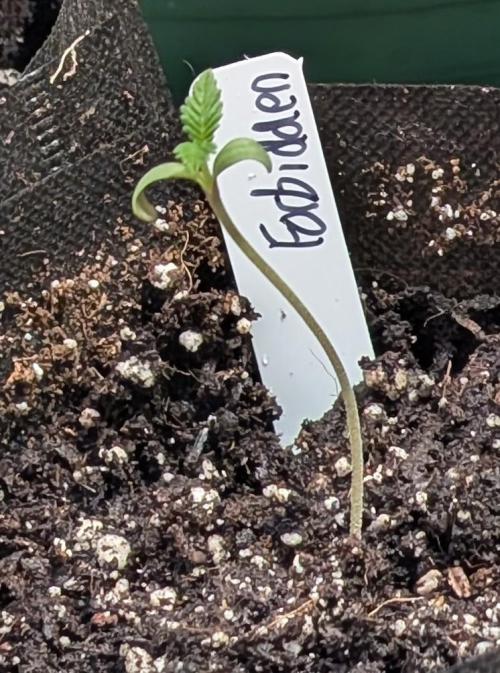 Forbidden Fruit. Week 1