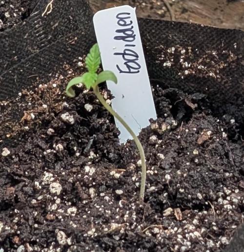 Forbidden Fruit. Week 1