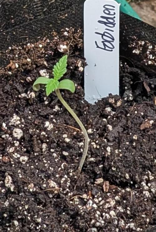 Forbidden Fruit. Week 1