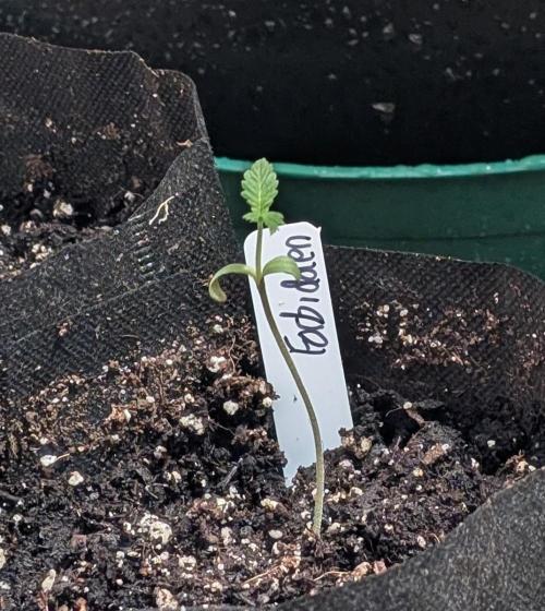 Forbidden Fruit. Week 1