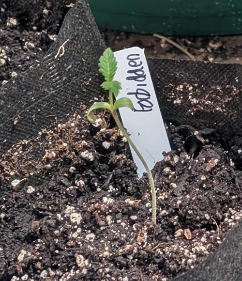 Forbidden Fruit. Week 1