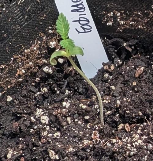 Forbidden Fruit. Week 1