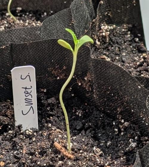 Sunset Sherbet. Week 1