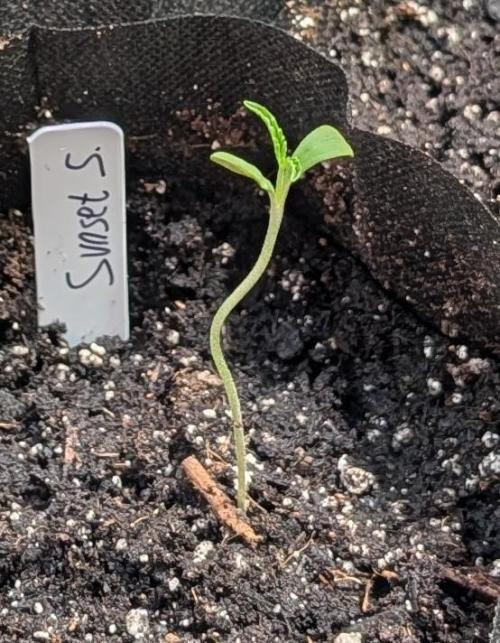 Sunset Sherbet. Week 1