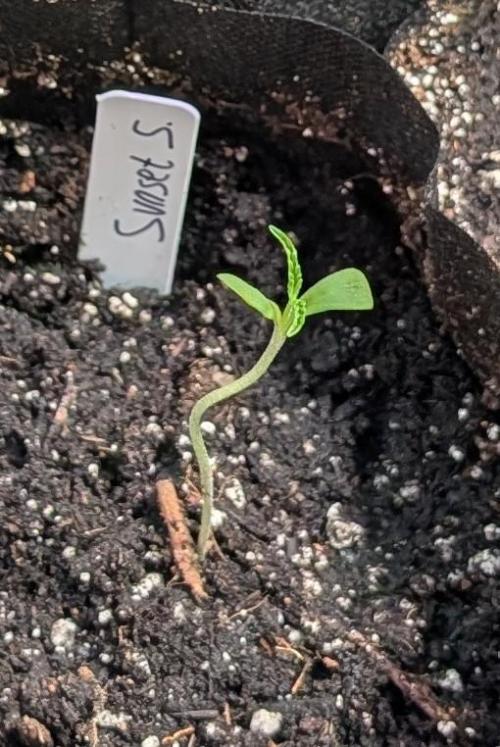 Sunset Sherbet. Week 1