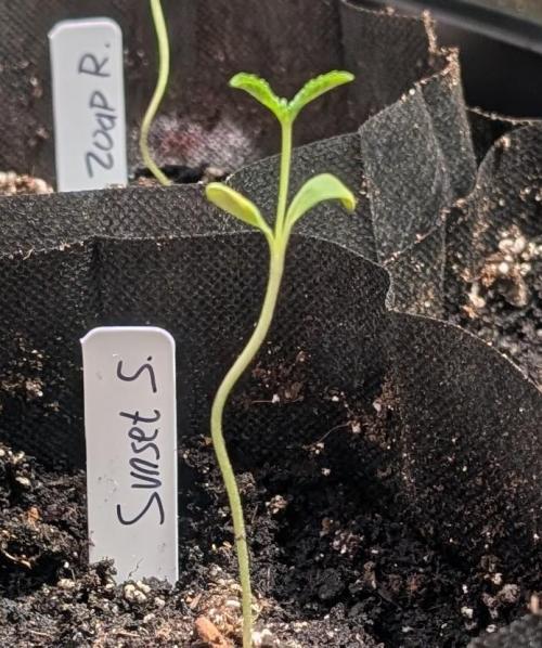 Sunset Sherbet. Week 1