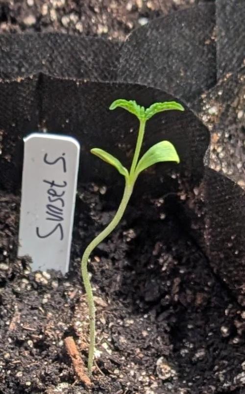 Sunset Sherbet. Week 1