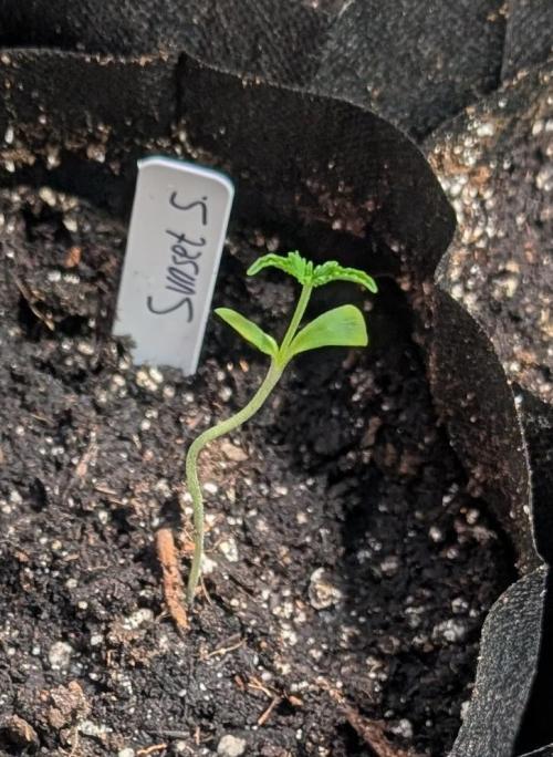 Sunset Sherbet. Week 1