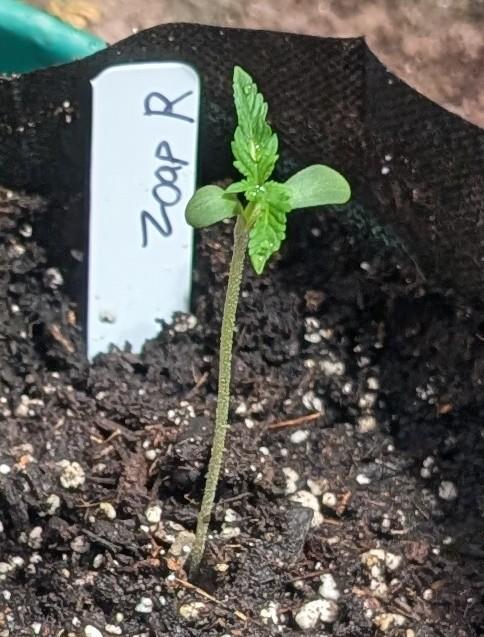 Zoap Rosé. Week 1