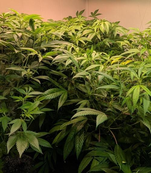 Strawberry Banana. Week 15