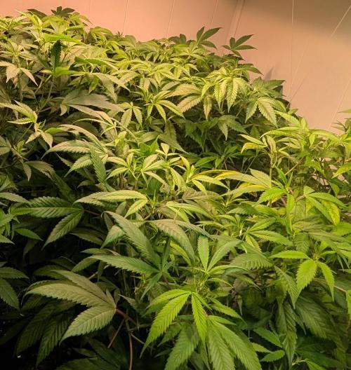 Strawberry Banana. Week 15