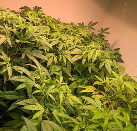 Strawberry Banana. Week 15