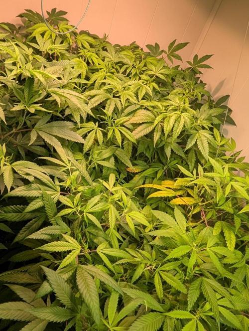 Strawberry Banana. Week 15