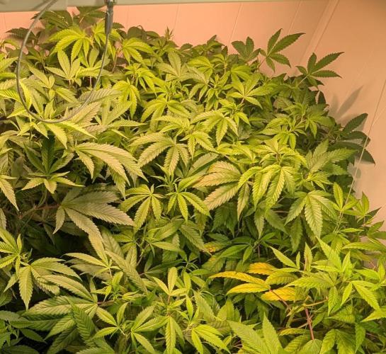 Strawberry Banana. Week 15