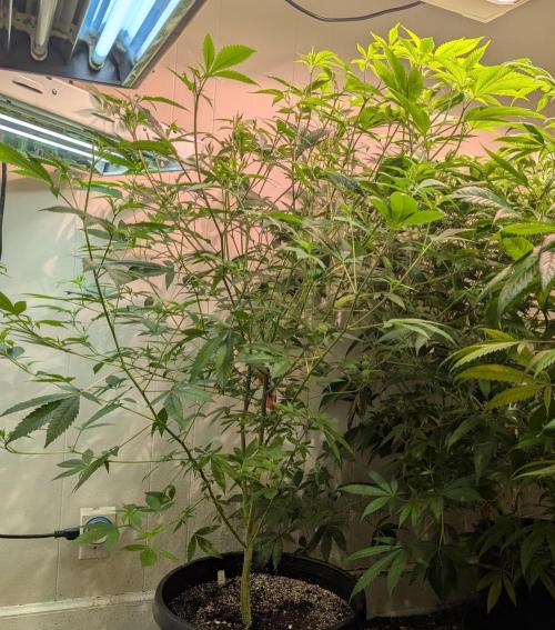 Hellfire OG. Week 15