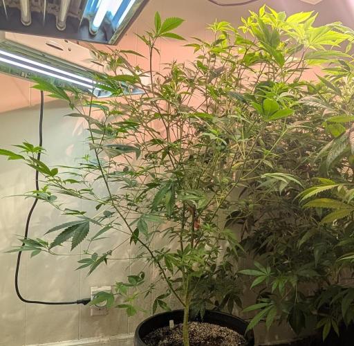 Hellfire OG. Week 15