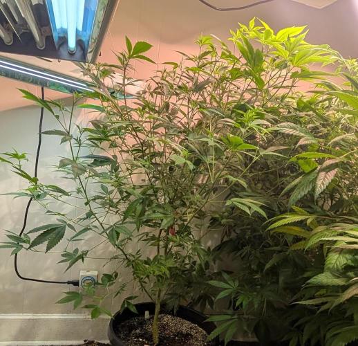 Hellfire OG. Week 15