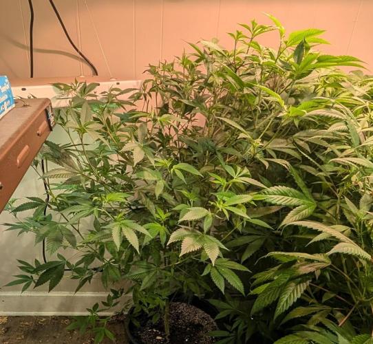 Hellfire OG. Week 15