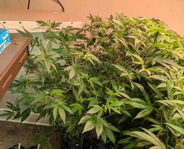 Hellfire OG. Week 15