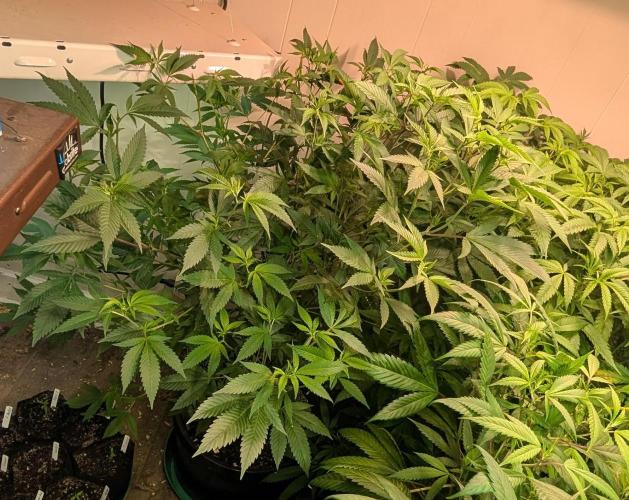 Hellfire OG. Week 15