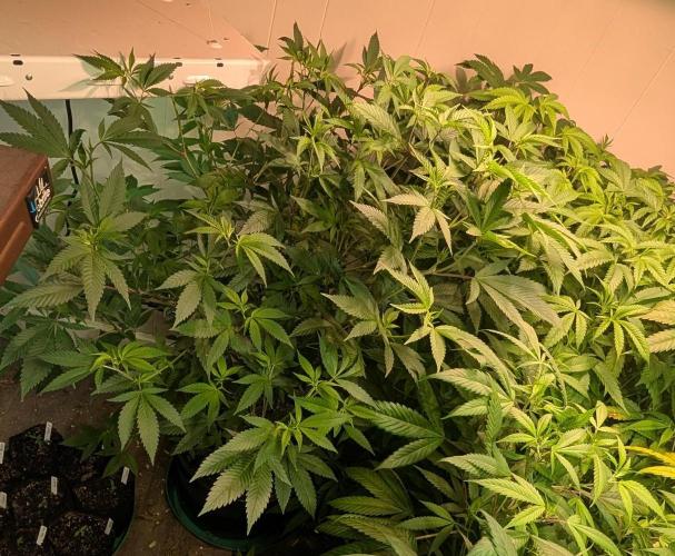 Hellfire OG. Week 15