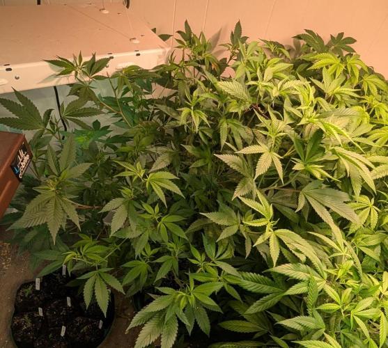 Hellfire OG. Week 15