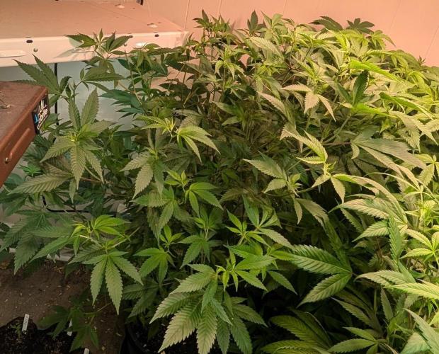 Hellfire OG. Week 15