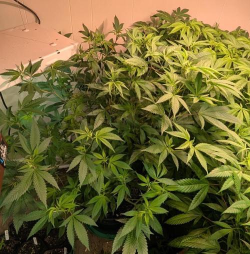 Hellfire OG. Week 15