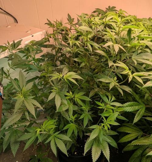 Hellfire OG. Week 15