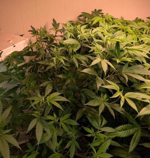 Hellfire OG. Week 15