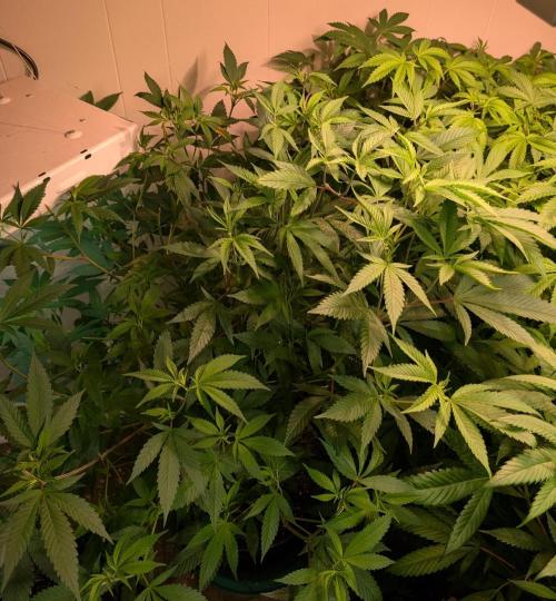 Hellfire OG. Week 15