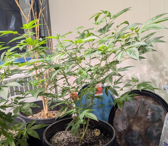 Killer Kush. Week 15