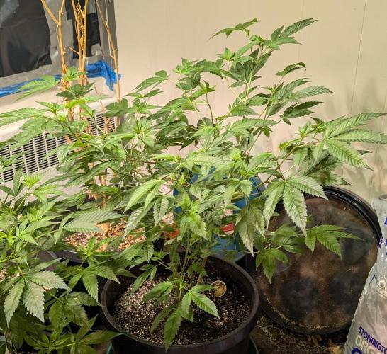 Killer Kush. Week 15