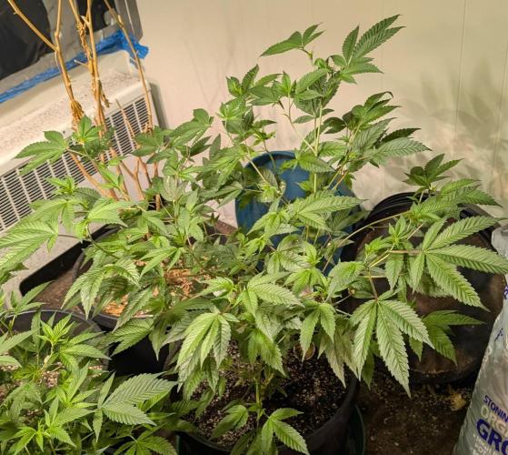 Killer Kush. Week 15