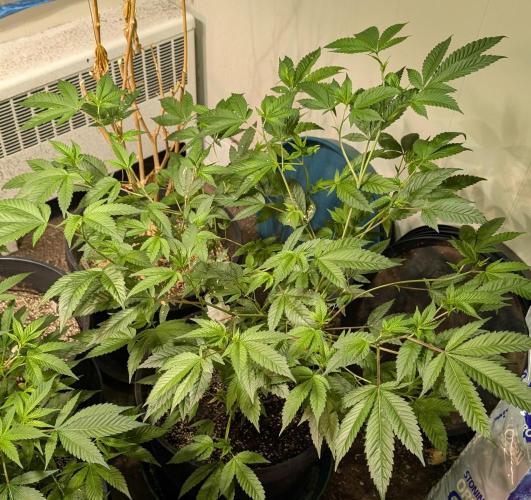 Killer Kush. Week 15