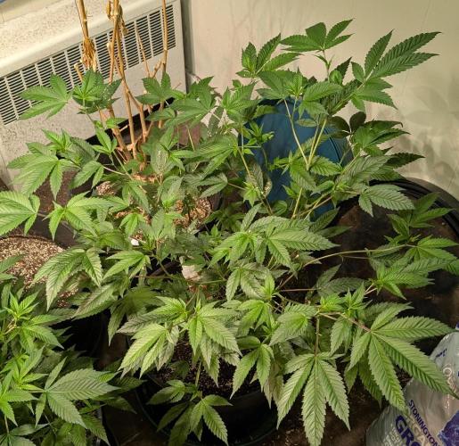 Killer Kush. Week 15