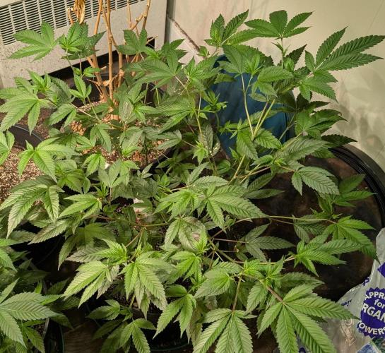 Killer Kush. Week 15