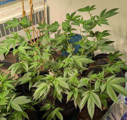 Killer Kush. Week 15