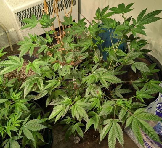 Killer Kush. Week 15