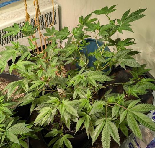 Killer Kush. Week 15