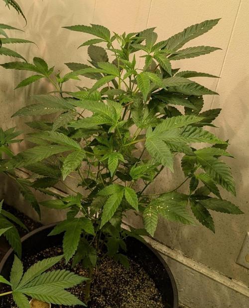 Pure Michigan. Week 15