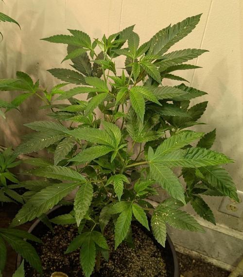 Pure Michigan. Week 15