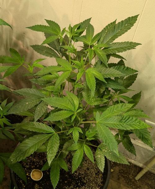 Pure Michigan. Week 15