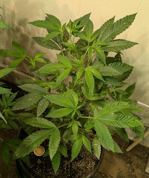 Pure Michigan. Week 15