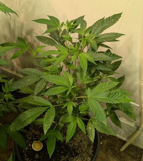 Pure Michigan. Week 15